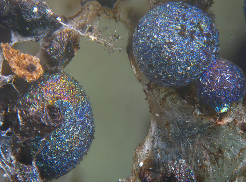 Lamproderma pulveratum